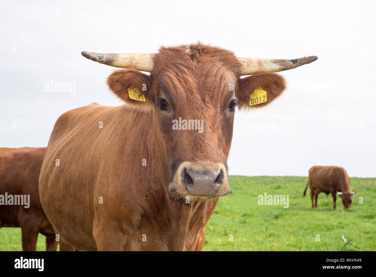 Jersey cows horns hires stock photography and images Alamy