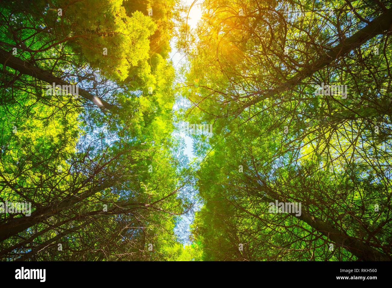 Summer Sun Shining Through Canopy Of Tall Trees. Upper Branches Of Tree ...