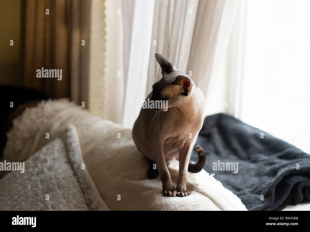 Sphynx cat sits on the bed with his eyes closed. Cat of breed the canadian Sphynx sitting and looking out the window. Stock Photo
