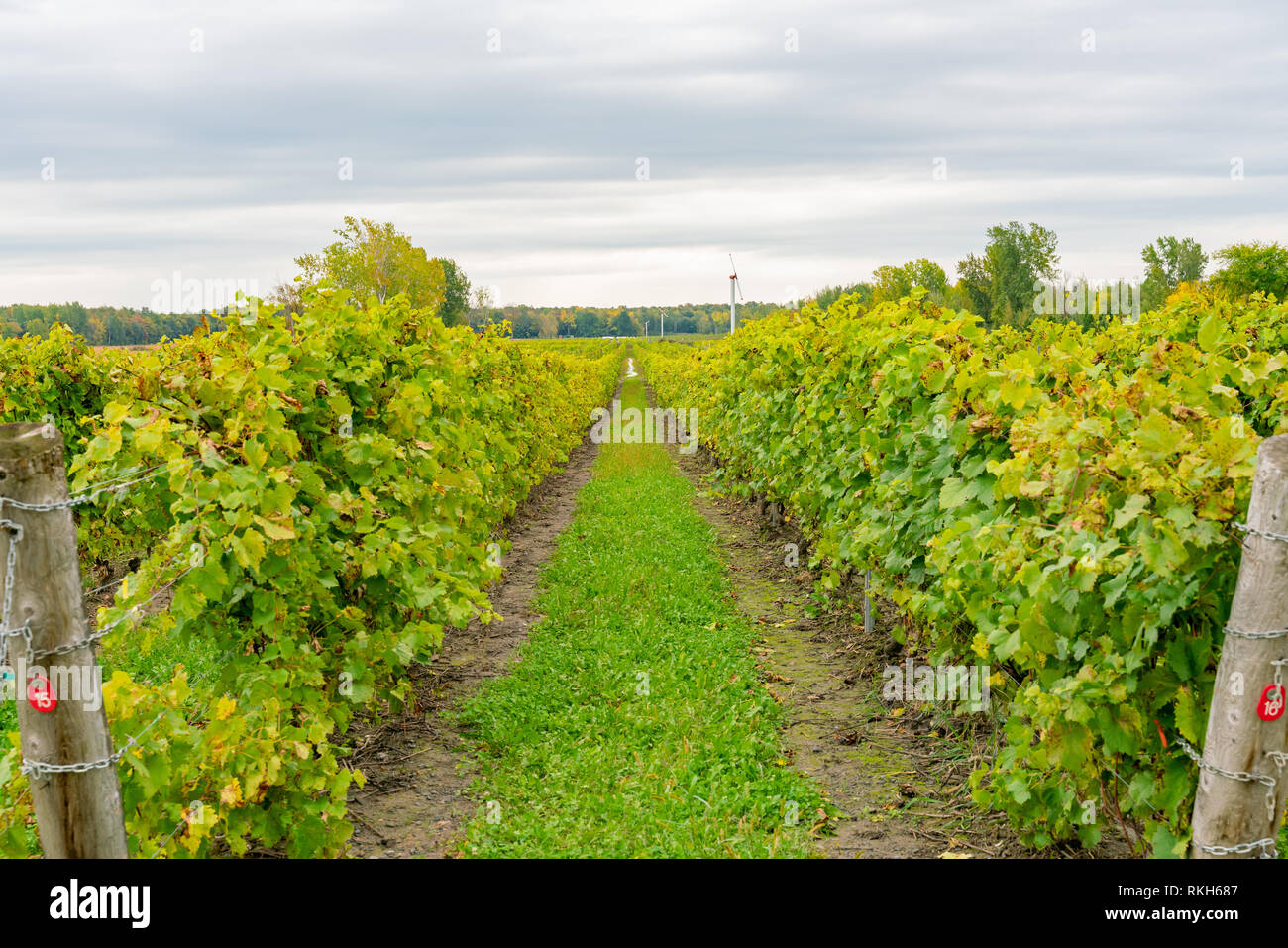 Grape vineyard in a winery at Montreal, Quebec, Canada Stock Photo Alamy