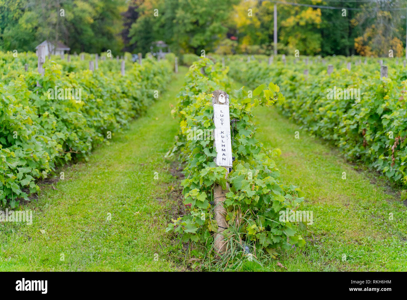 Grape vineyard in a winery at Montreal, Quebec, Canada Stock Photo Alamy