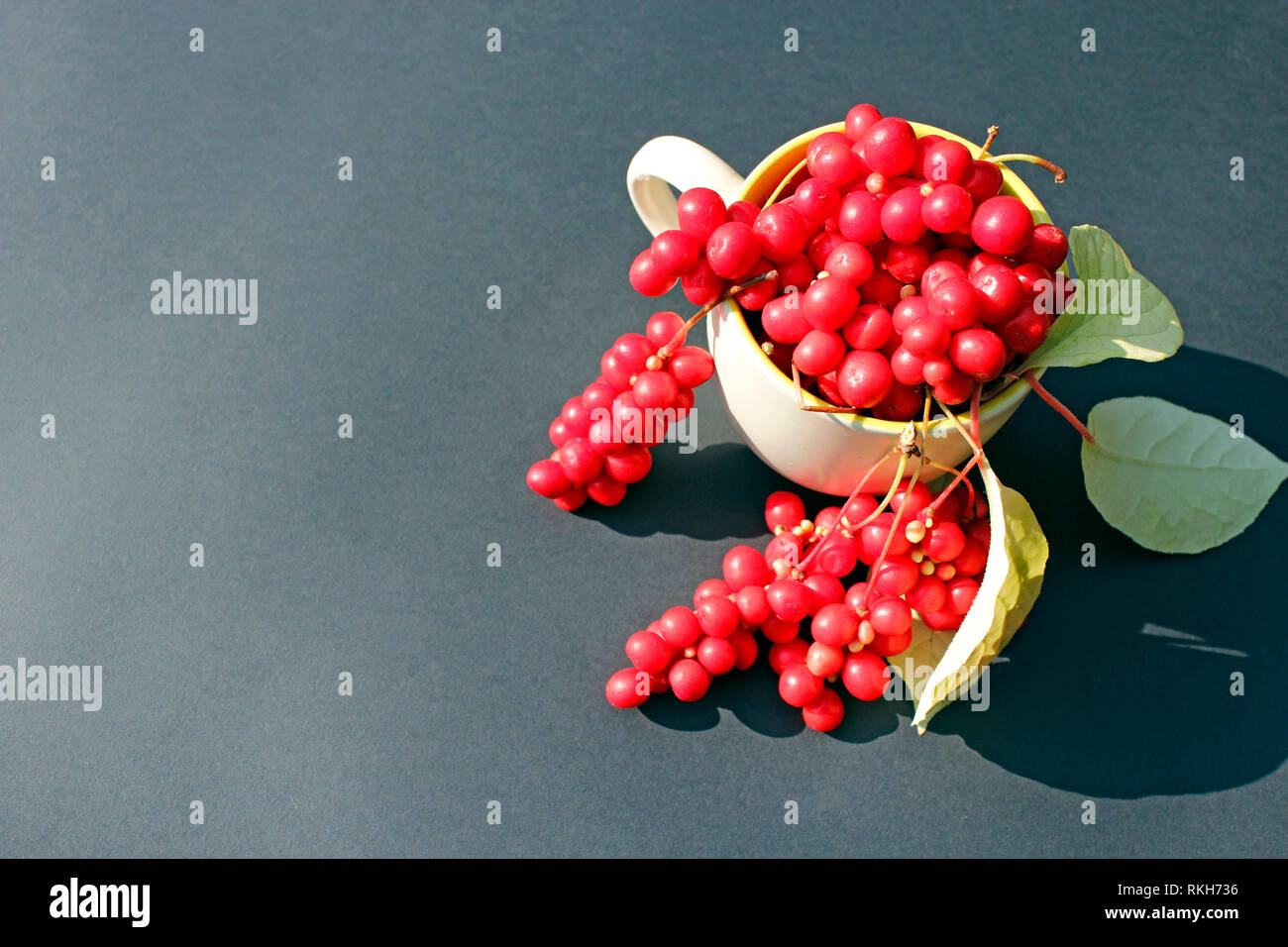 Red schizandra in cup on dark background. Crop of schizandra. Berries of schizandra. Ripe schicandra. Close up Stock Photo