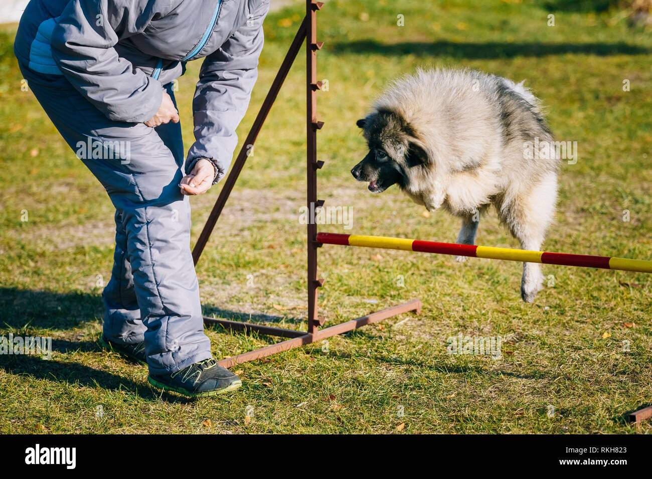 The woman is engaged in dog training. Dog agility is a dog sport in