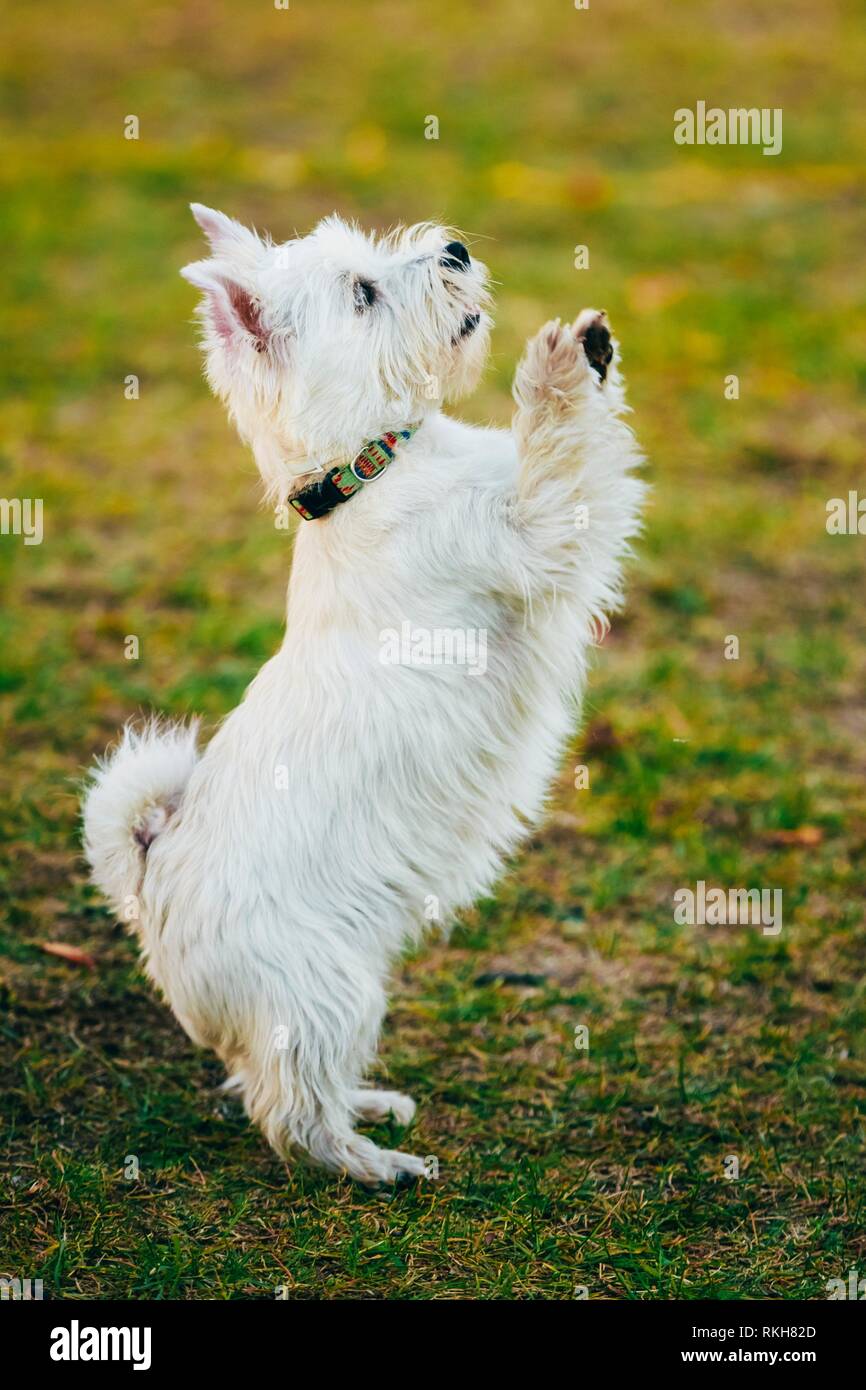 Funny westie pictures sales