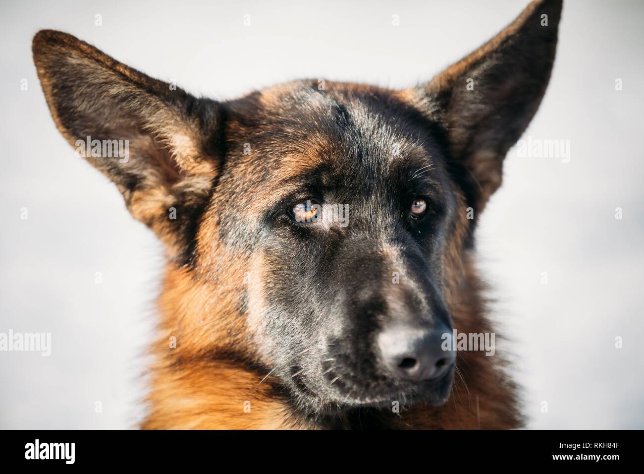 german shepherd with big ears