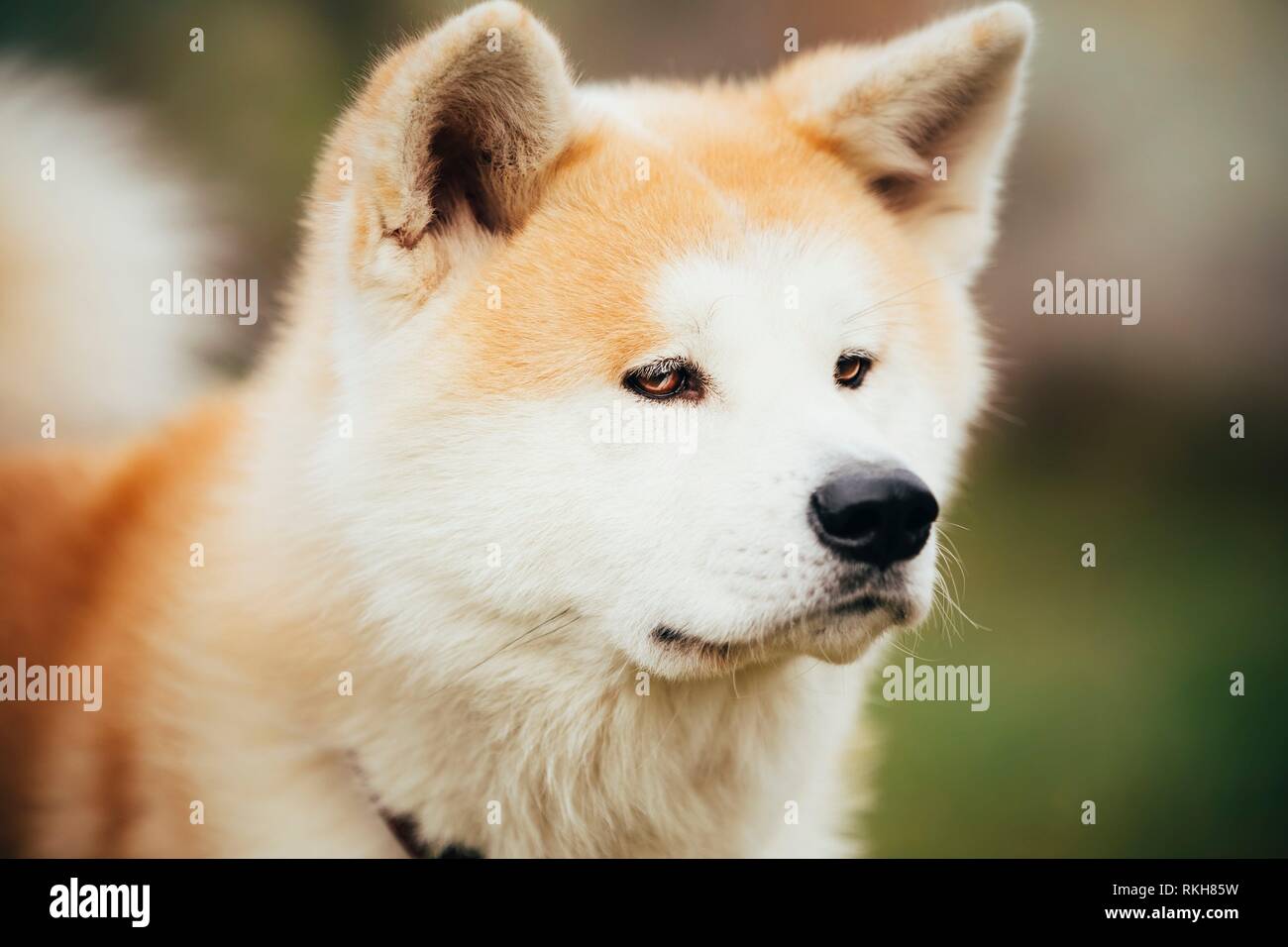Akita Dog or Akita Inu, Japanese Akita Outdoor. Close Up Portrait Stock Photo Alamy