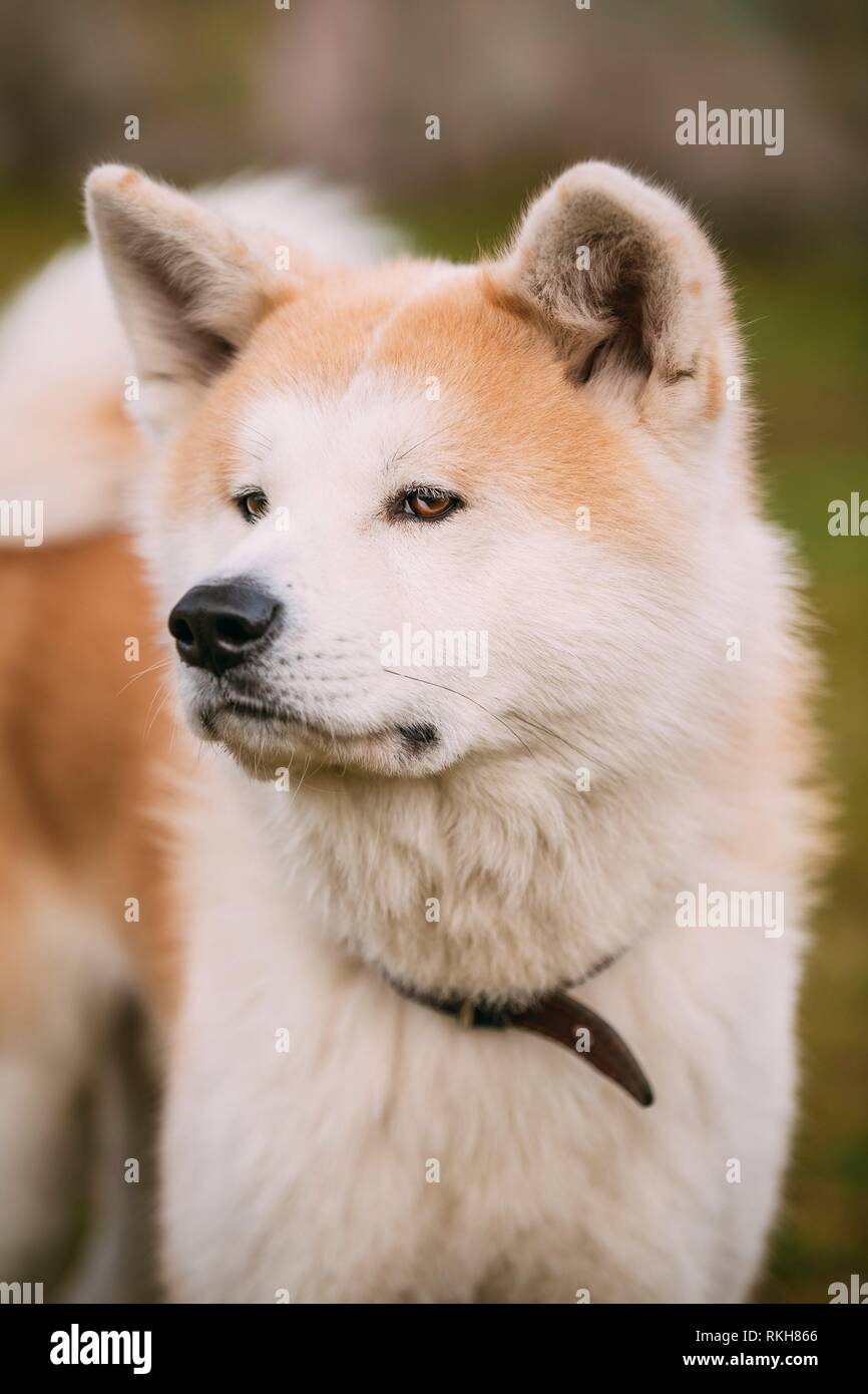 Akita inu portrait hi-res stock photography and images - Alamy