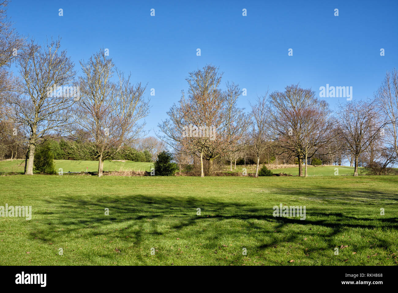 Trees with bare branches in a park on a bright sunny day. In the foreground, a beautiful shadow cast by a tree Stock Photo