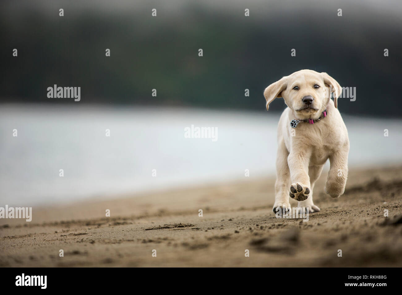 Selective focus adorable golden hi-res stock photography and images - Alamy