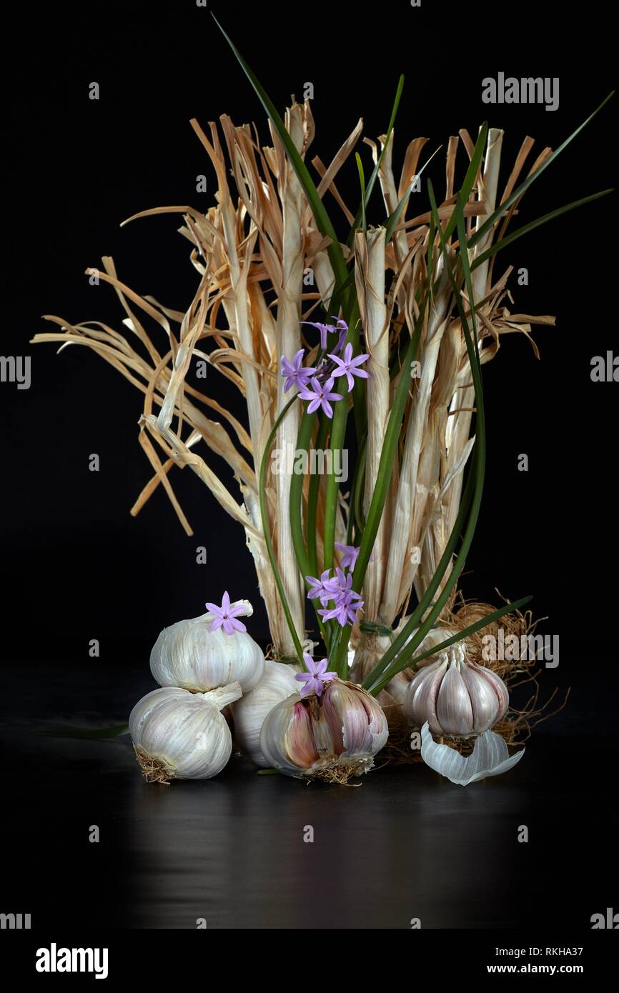 Still life with garlic and savage onion flowers on black background. Stock Photo