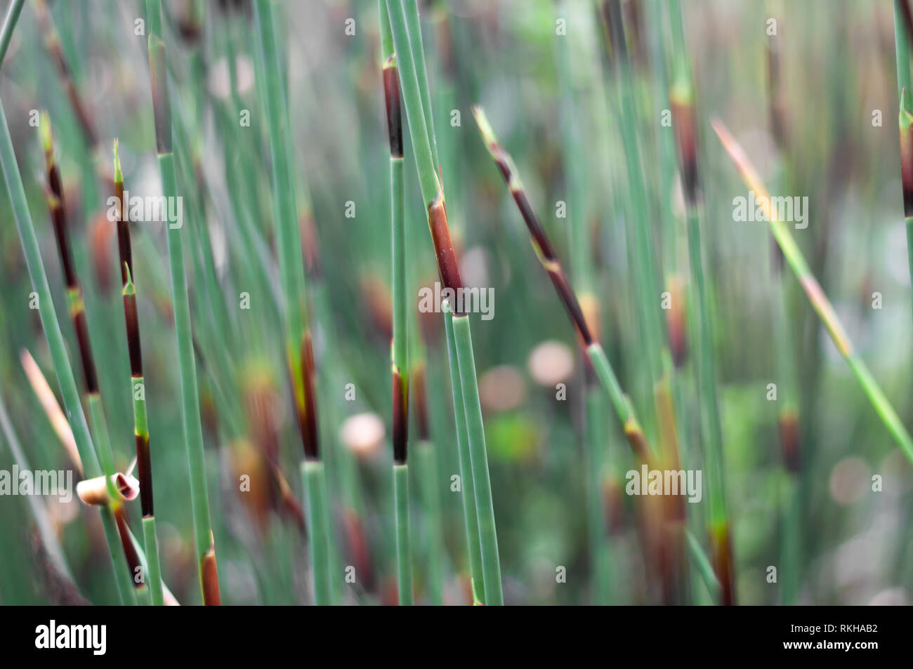 All green with different textures hi-res stock photography and images ...