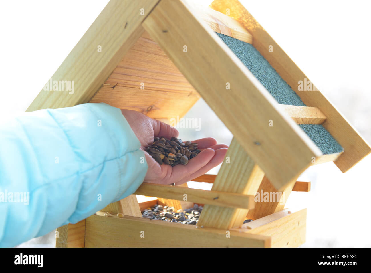 Adding sunflower seeds to the bird feeder. Feeding of birds in winter