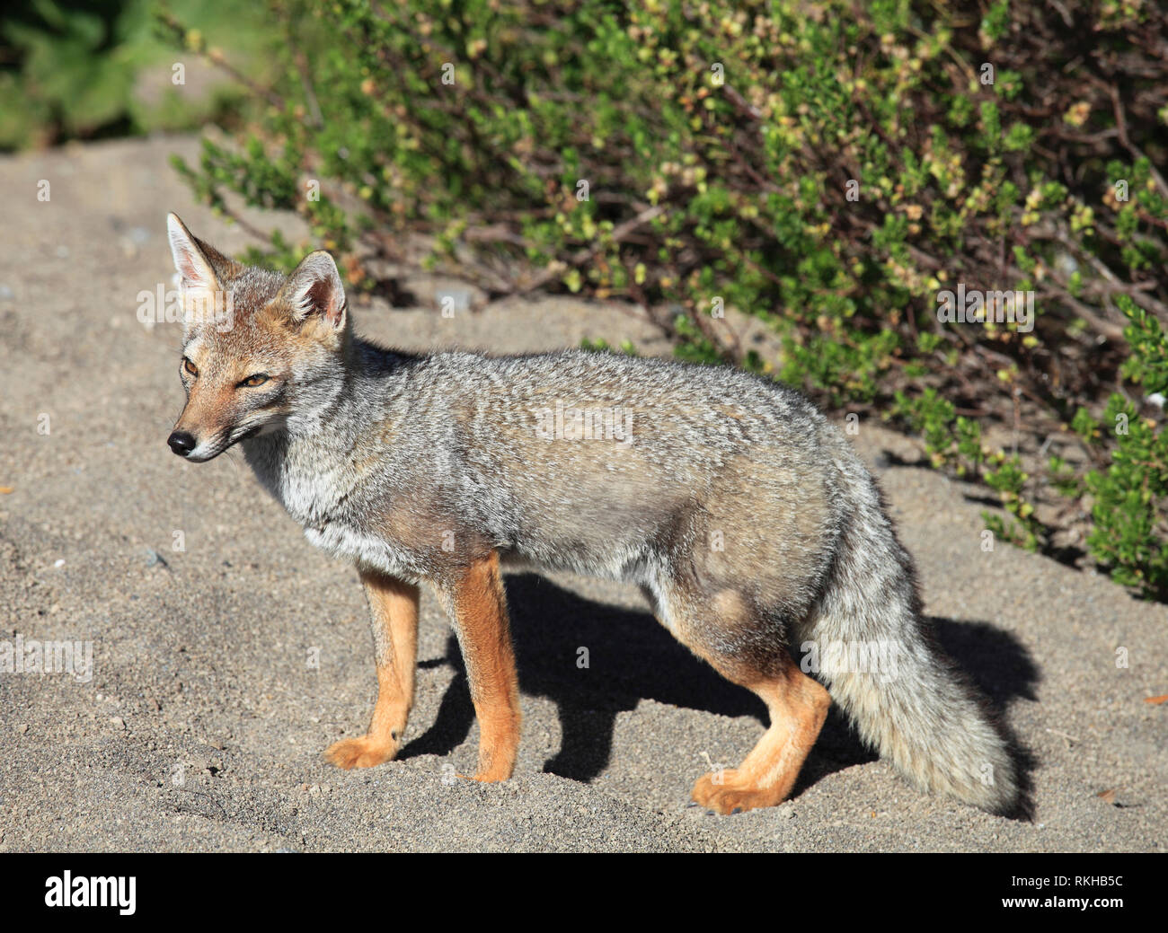 Chile, Lake District, south american gray fox, lycalopex griseus Stock