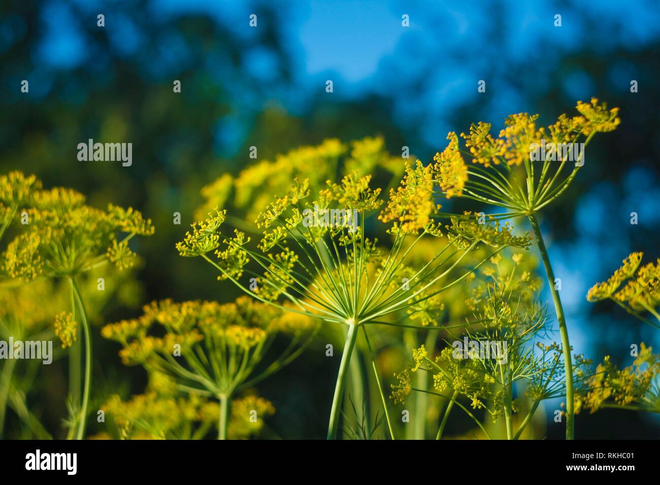 Fennel Flower On A Green Background. Flower Of Dill Stock Photo Alamy