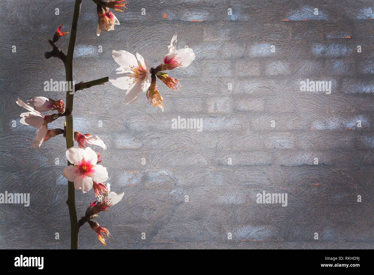 Almond spring flowers on grey washed brick wall background texture with torn, vintage grungy distressed surface. Stock Photo