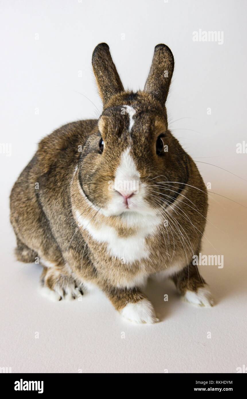 Pygmy Rabbit Color Rabbit colors hi-res stock photography and images - Alamy