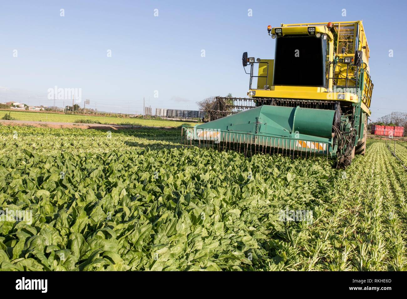 Modern self-propeled spinach harvester at work. Badajoz, Spain. Stock Photo