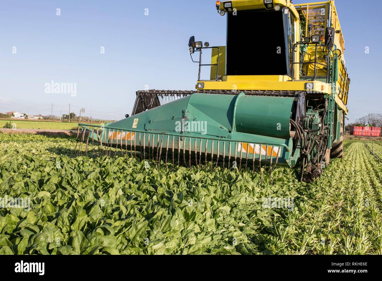 Modern self-propeled spinach harvester at work. Badajoz, Spain. Closeup. Stock Photo
