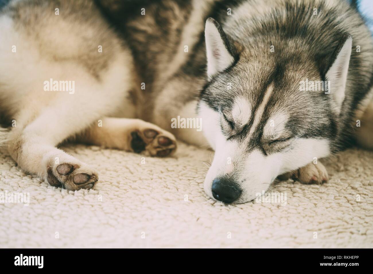 Gray Adult Siberian Husky Dog Sibirsky Husky Sleeping In His Bed Stock