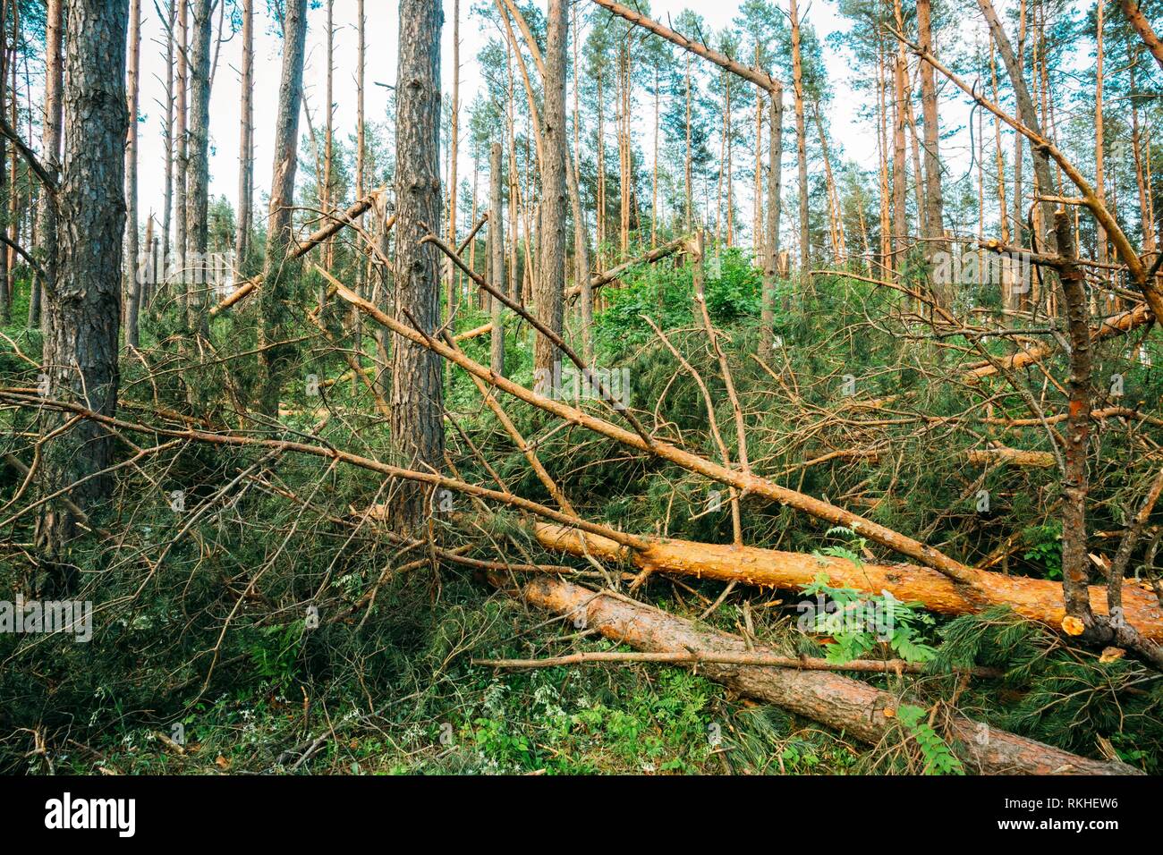 Windfall in forest. Storm damage. Fallen trees in coniferous forest after strong hurricane wind