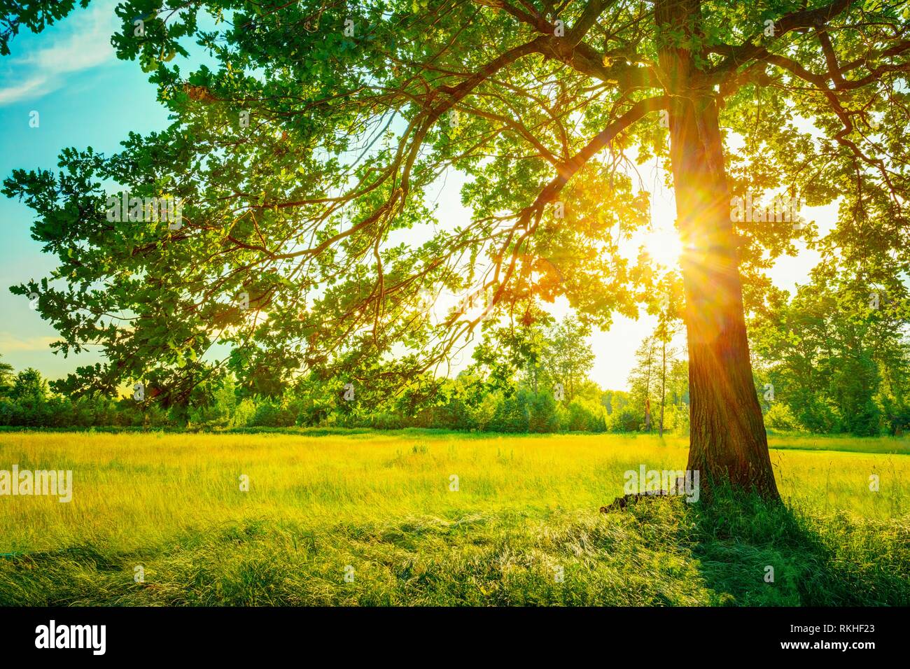 Summer Sunny Forest Trees And Green Grass. Nature Wood Sunlight ...