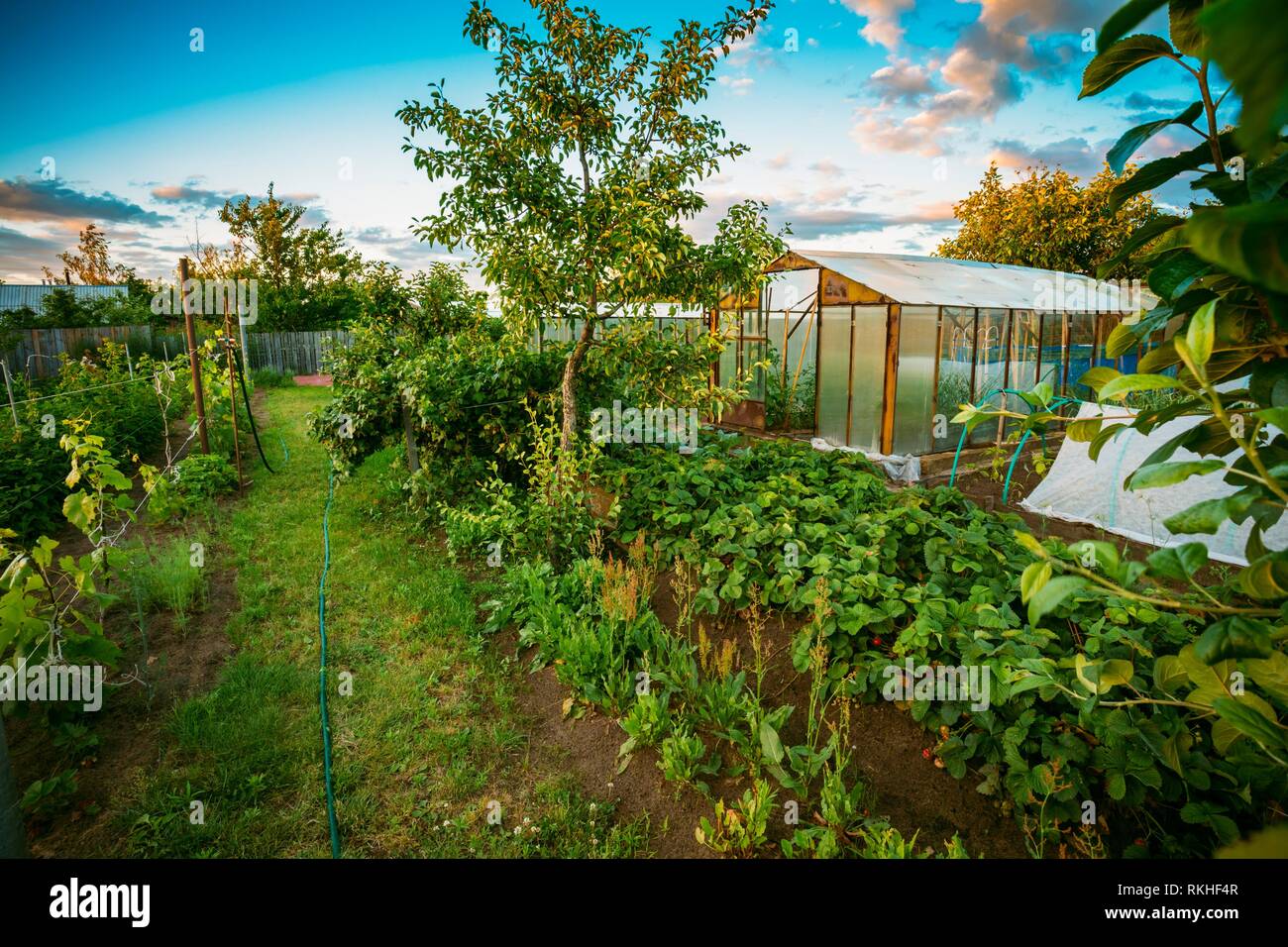 Vegetables Growing In Raised Beds In Vegetable Garden And Hothouse