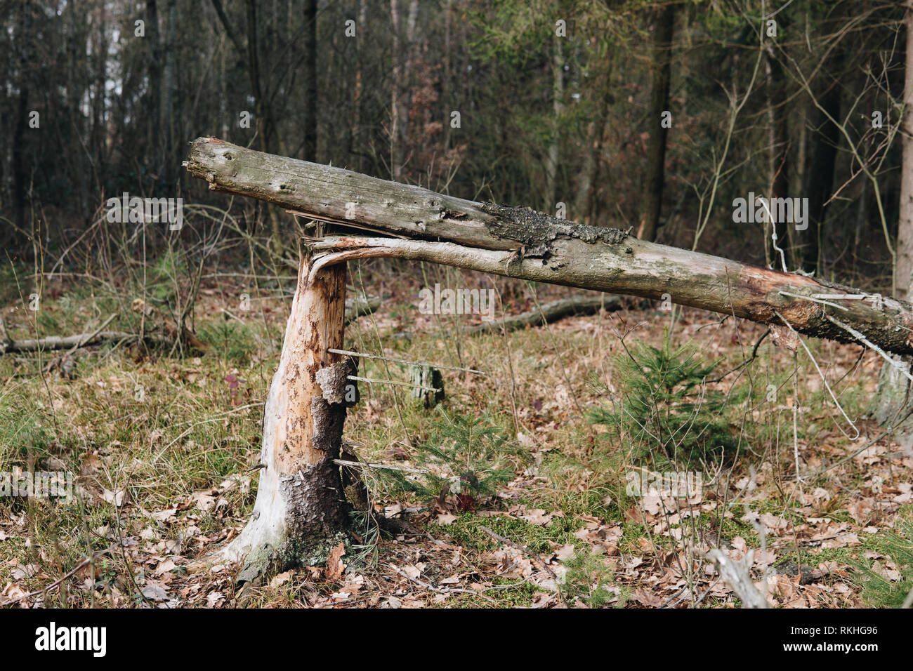 close up of broken tree in a forest Stock Photo