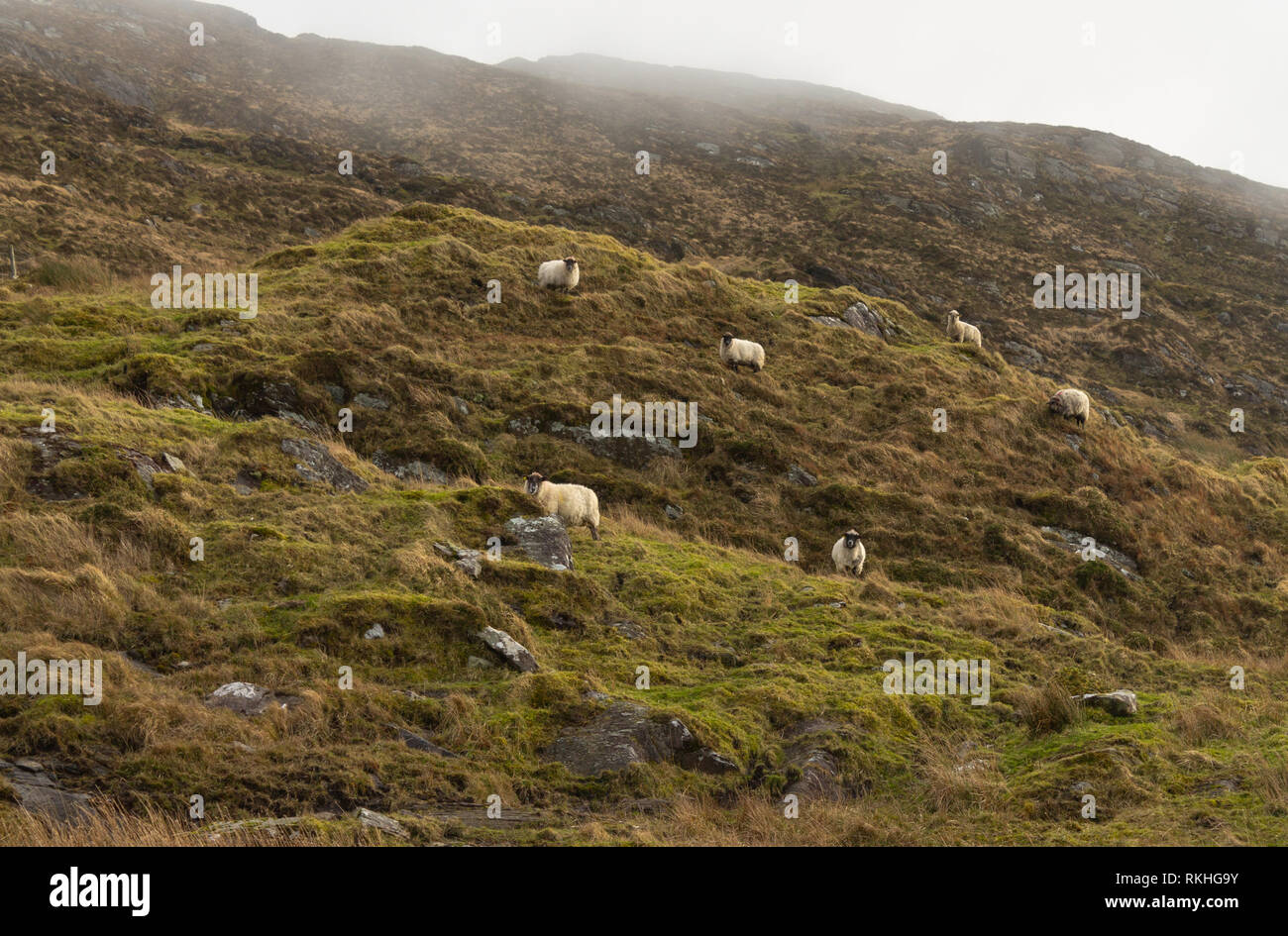 Mixed breed ewes or sheep on a mountain side in Ireland. Stock Photo