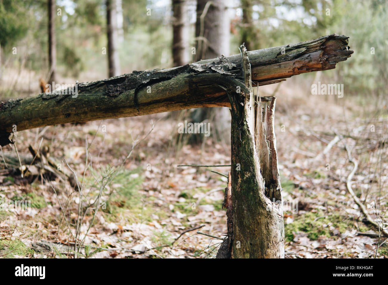close up of broken tree in a forest Stock Photo