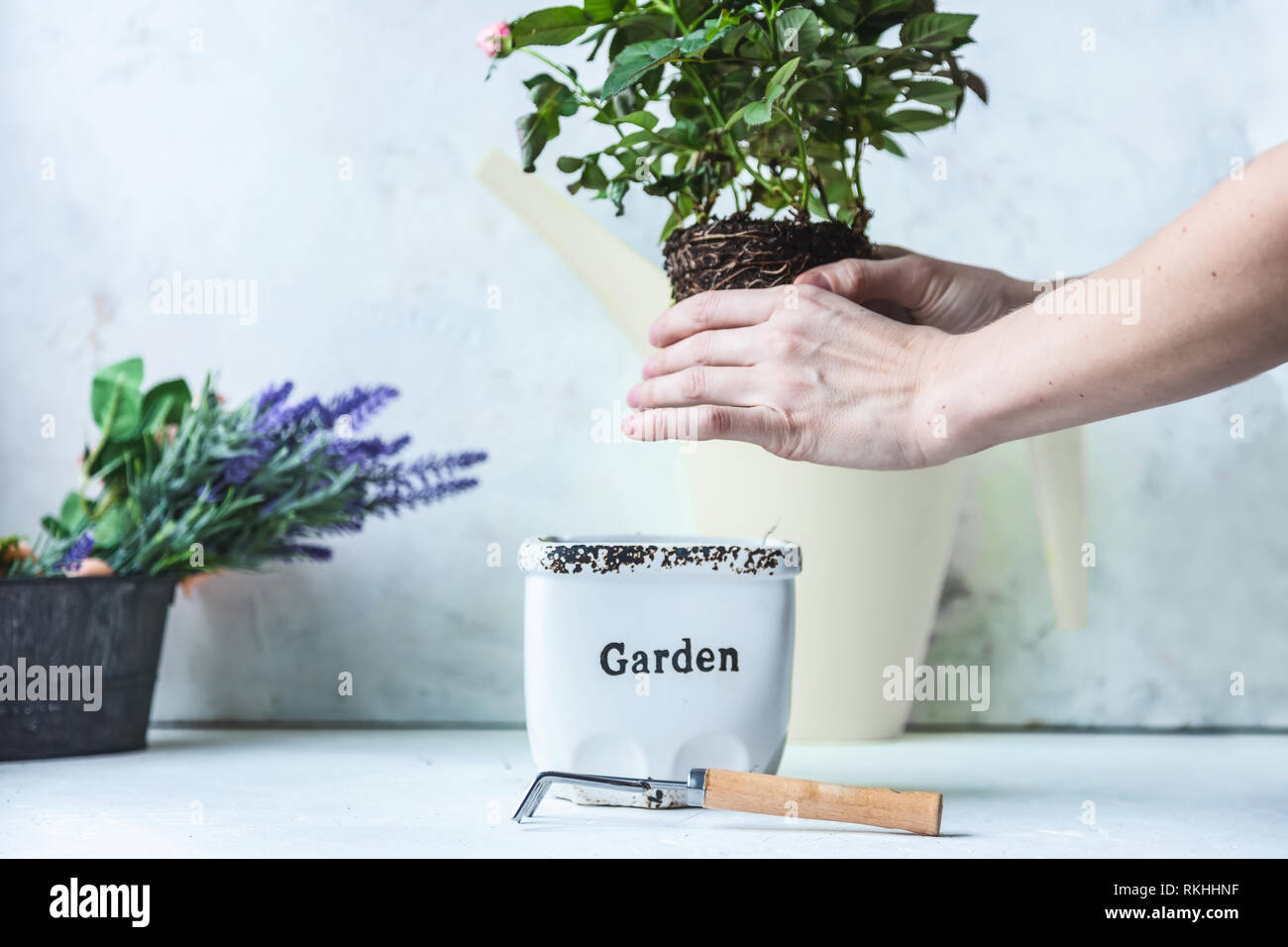 Women's hands are engaged in transplanting rosebush. Shrub with roots and ground, pot and accessories for seedlings Stock Photo