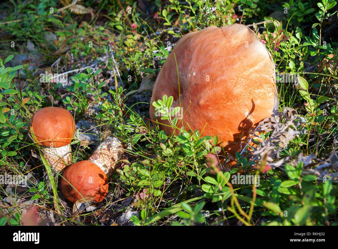 Season aurantiacum hires stock photography and images Alamy