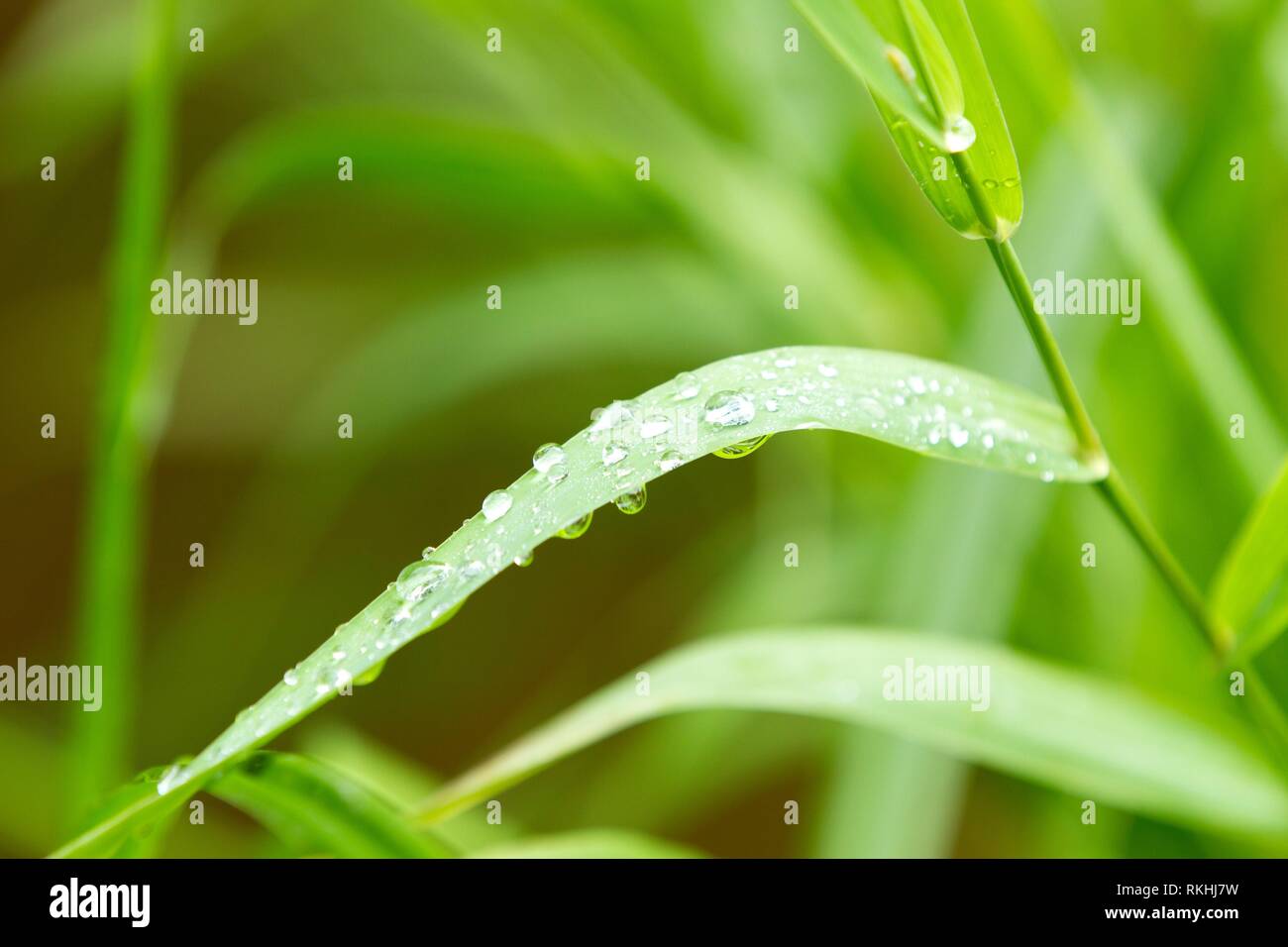kişi geçit töreni Paket veya paket  Beautiful dew drops on a leaf in the forest Stock Photo - Alamy
