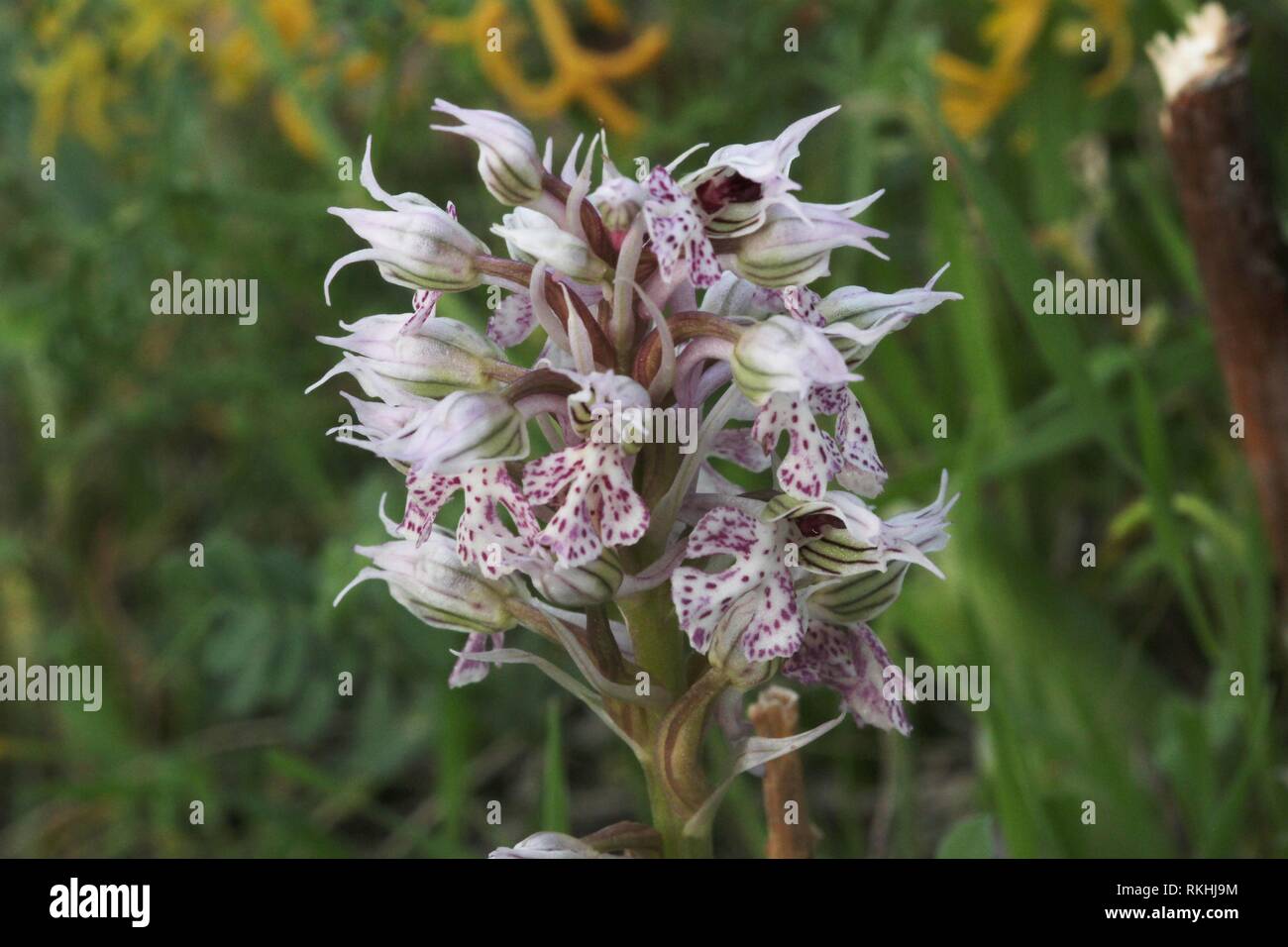 Milky Orchid (Neotinea lactea) flowering on the island of Malta in  southern Europe. Stock Photo
