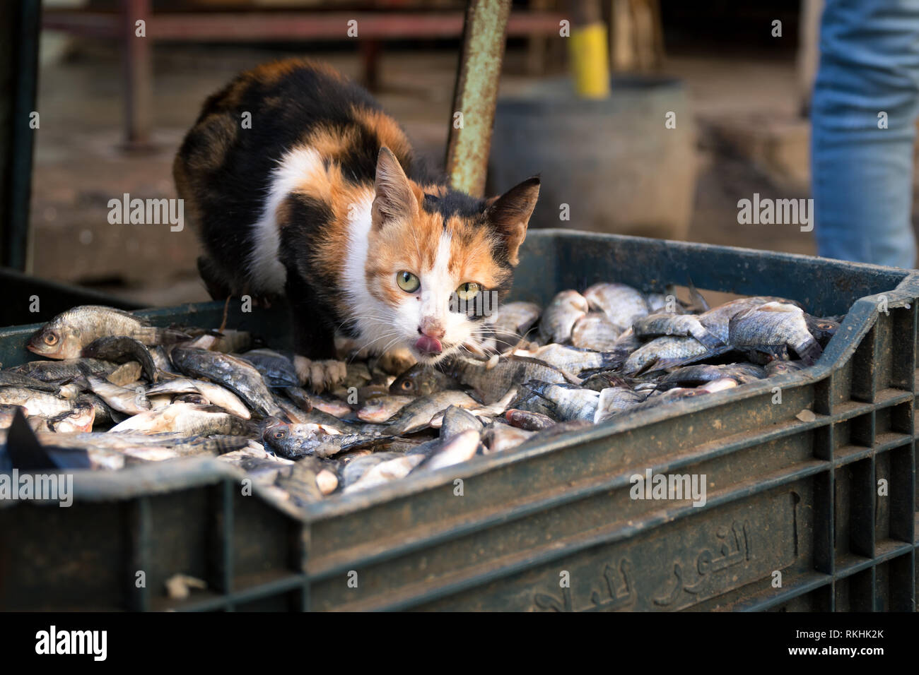 A beautiful small cat stands on a box of small fish ready to steal one at a Alexandria street market in Egypt Stock Photo