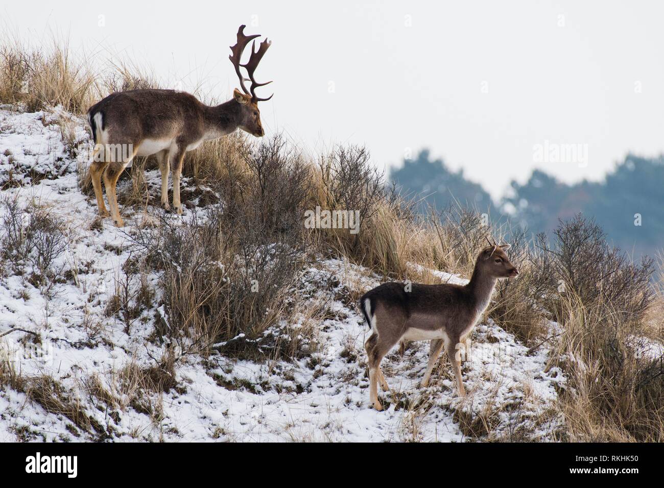 Fallow deer (Dama dama), adult and young standing on a dune, North Holland, Netherlands Stock Photo