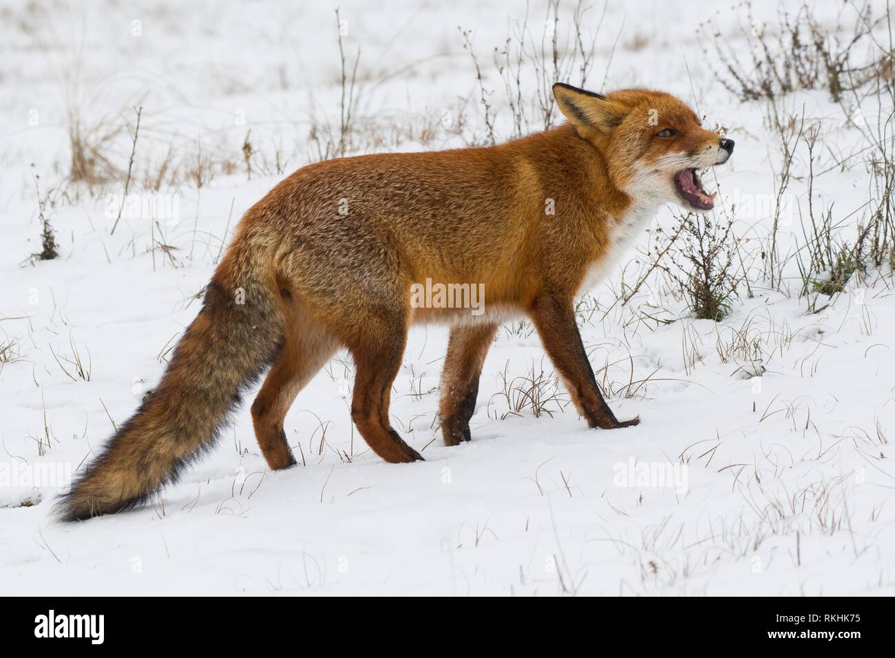 Red fox (Vulpes vulpes) in the snow, open mouth, North Holland, Netherlands Stock Photo