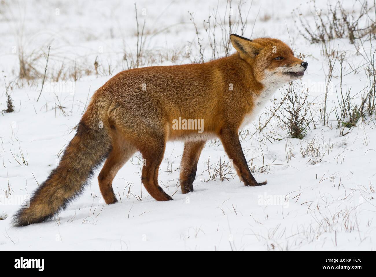 Red fox (Vulpes vulpes) in the snow, North Holland, Netherlands Stock Photo
