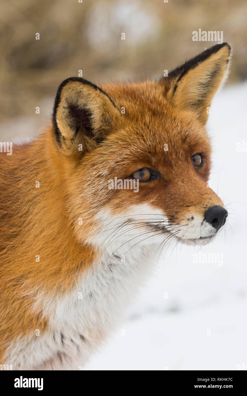 Red fox (Vulpes vulpes), animal portrait, North Holland, The Netherlands Stock Photo