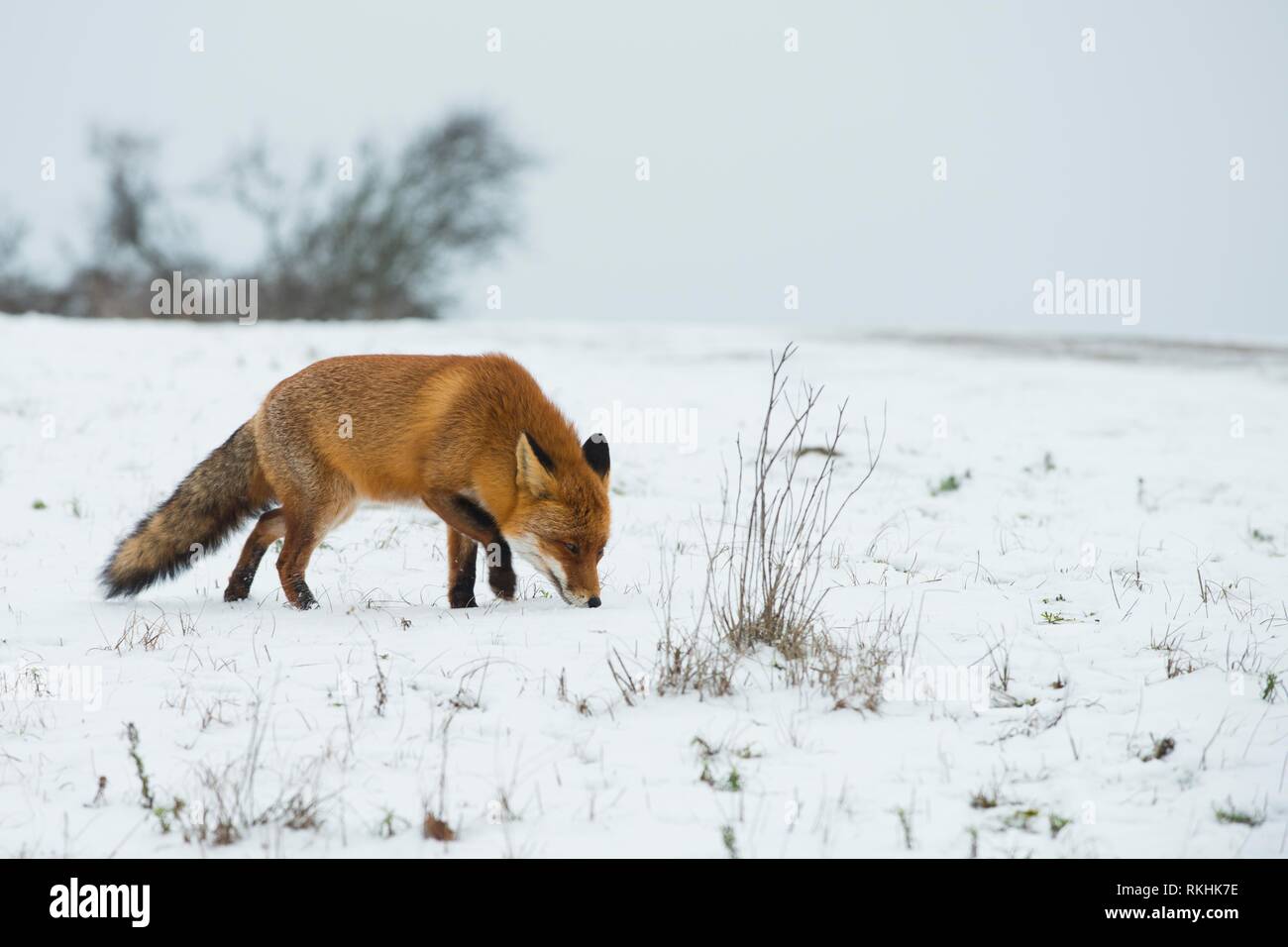 Red fox (Vulpes vulpes) sniffing in the snow, North Holland, Netherlands Stock Photo