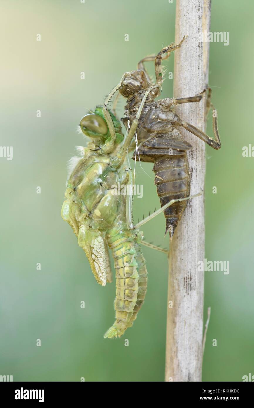 Dragonfly hatch, Four-spotted chaser (Libellula quadrimaculata), immediately after hatching, freshly hatched dragonfly hanging Stock Photo