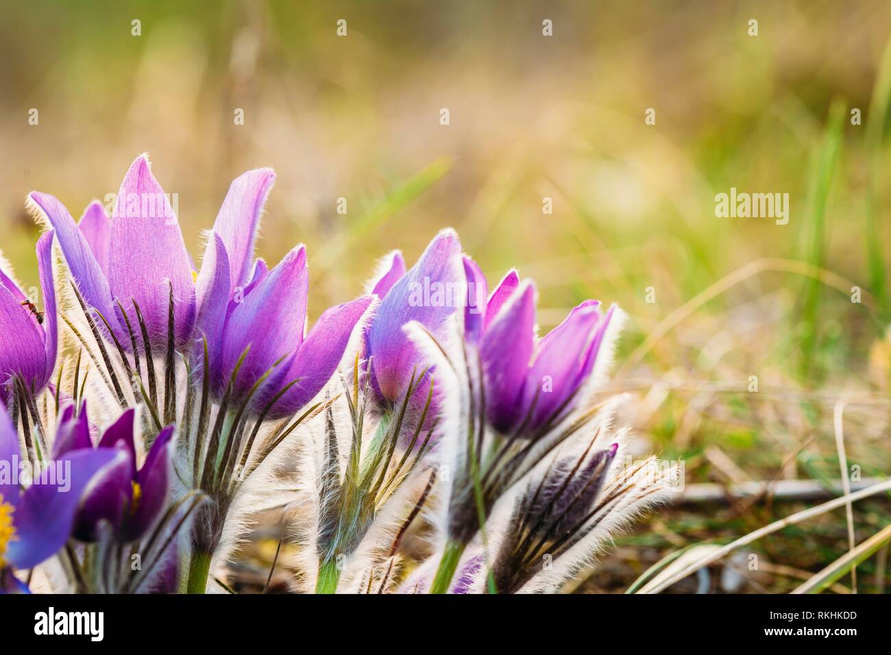 Belarus and united states hires stock photography and images Alamy