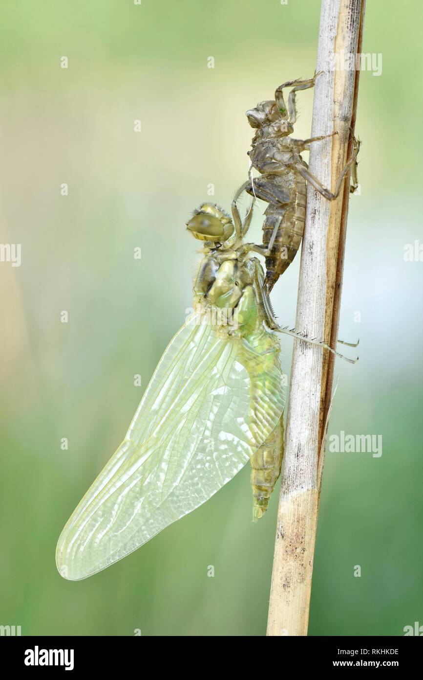 Dragonfly hatch, Four-spotted chaser (Libellula quadrimaculata), immediately after hatching, freshly hatched dragonfly hangs on Stock Photo