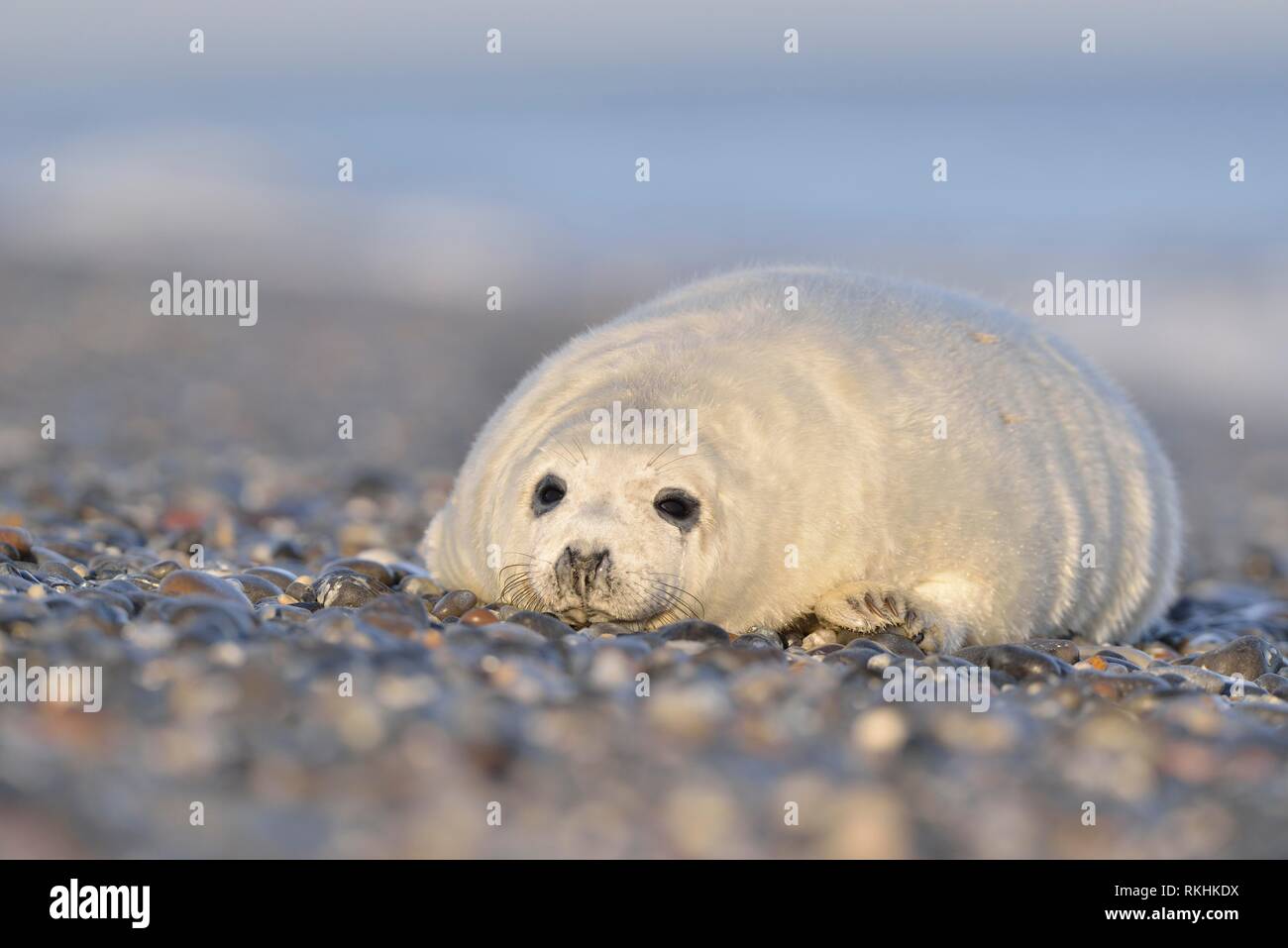 Grey seal (Halichoerus grypus), young animal lies on the beach, island Düne, Helgoland, Lower Saxony, Germany Stock Photo