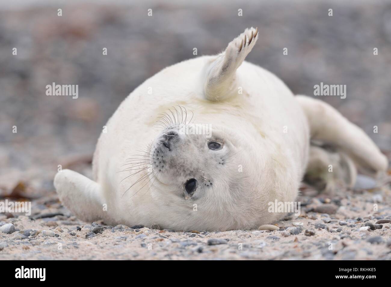 Waving Grey seal (Halichoerus grypus), Jungtier lies on the beach, Insel Düne, Helgoland, Lower Saxony, Germany Stock Photo