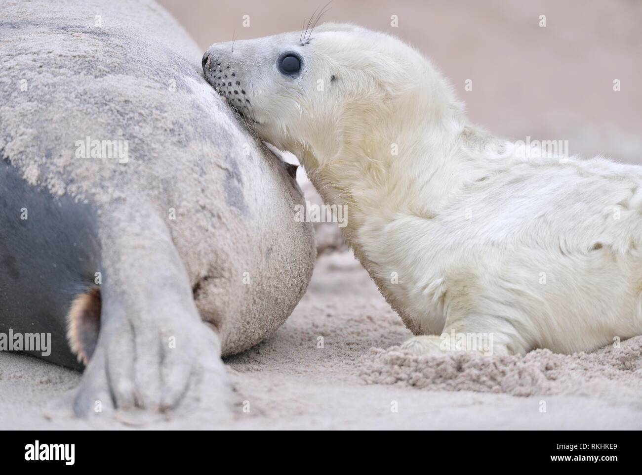 Grey seals (Halichoerus grypus), young animal is suckled by mother, Insel Düne, Helgoland , Lower Saxony, Germany Stock Photo