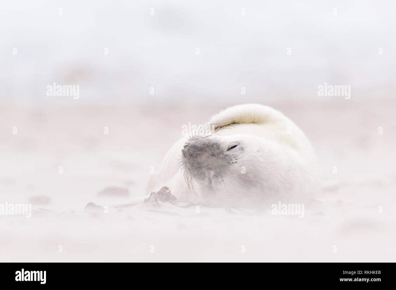 Grey seal (Halichoerus grypus), young animal lies asleep on the beach at Sandsturm, Island Düne, Helgoland, Lower Saxony Stock Photo