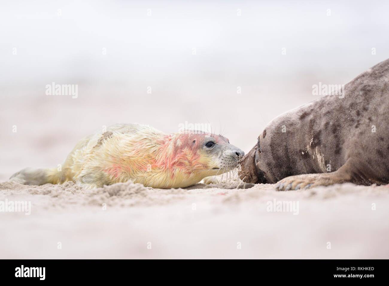 Grey seals (Halichoerus grypus), newborn bloody kitten lying with its mother on the beach, island Düne, Helgoland, Lower Saxony Stock Photo
