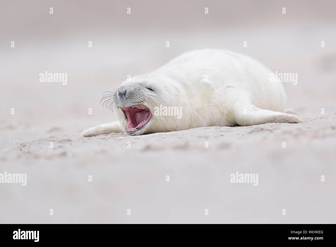 Grey seal (Halichoerus grypus), young animal lies on the beach and calls, island Düne, Helgoland, Lower Saxony, Germany Stock Photo