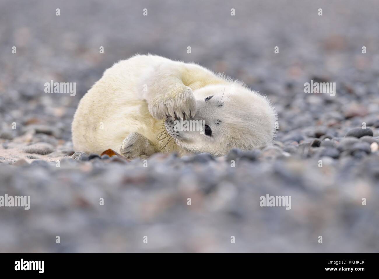 Grey seal (Halichoerus grypus), young animal lies on the beach, island Düne, Helgoland, Lower Saxony, Germany Stock Photo