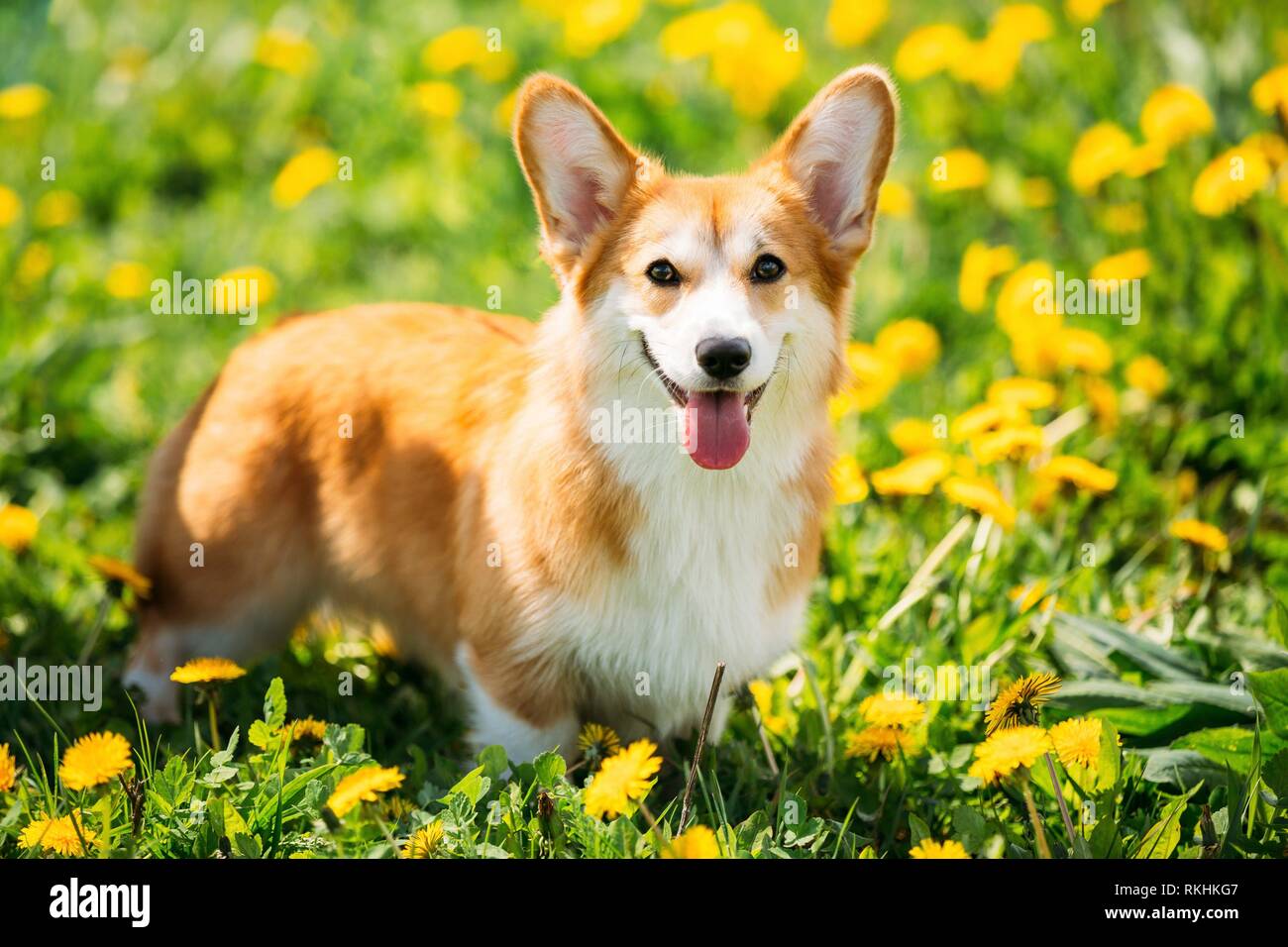 Herding Type High Resolution Stock Photography and Images - Alamy